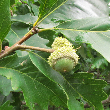 Image of swamp white oak acorns on the tree.
